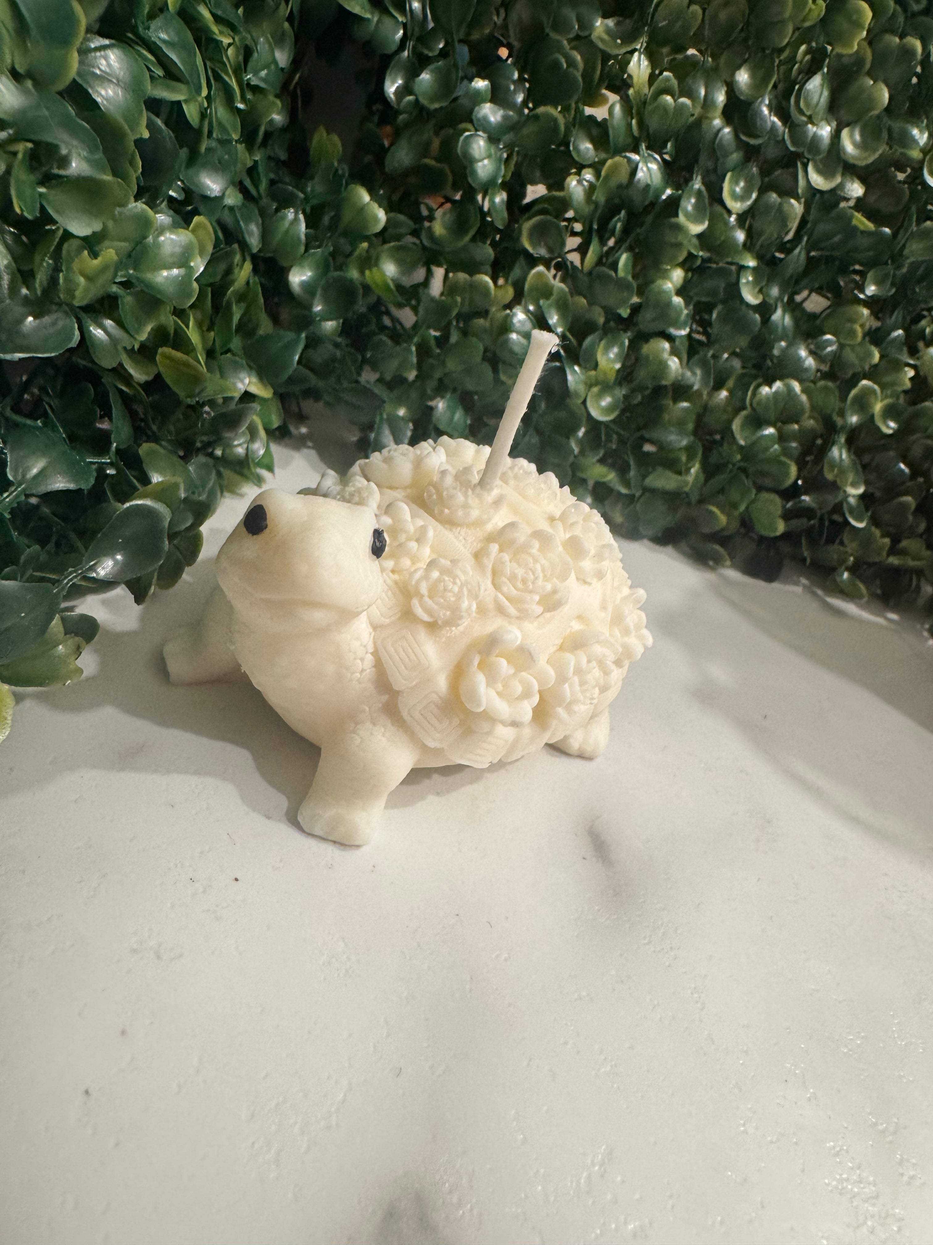 Succulent Turtle Soy Candle