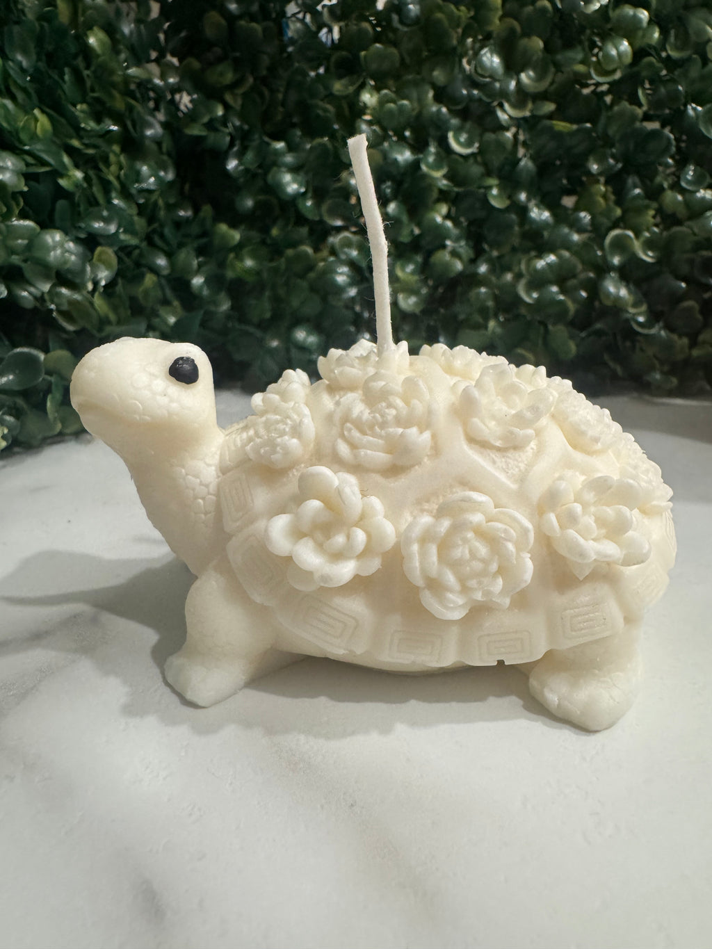 Succulent Turtle Soy Candle